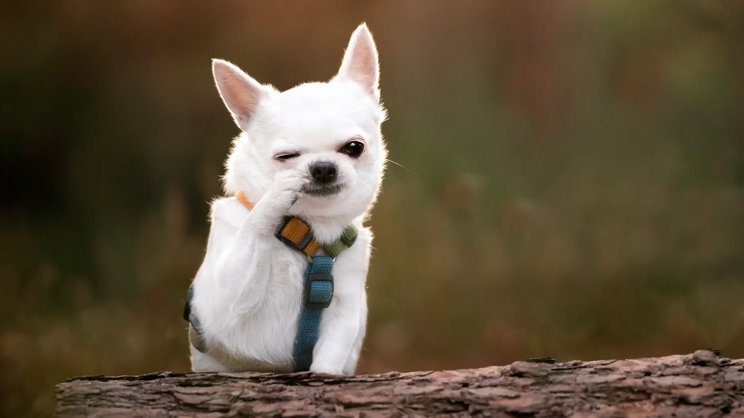 Whiteboard sketch of app layout and feature ideas